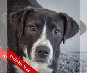 American Staffordshire Terrier-Unknown Mix Dogs for adoption in Huntley, IL, USA