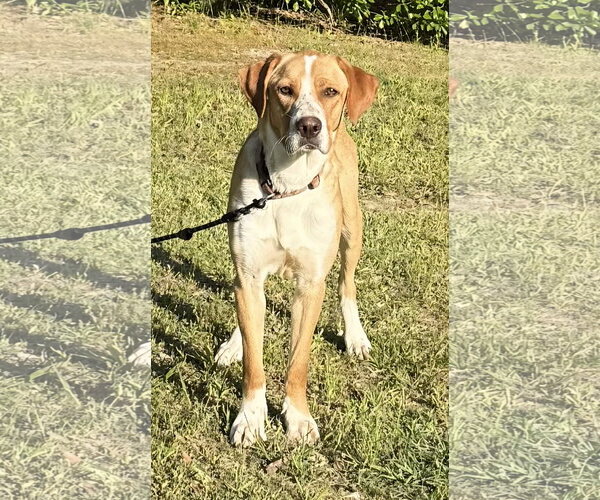 Medium Photo #4 Labralas Puppy For Sale in Attalka, AL, USA