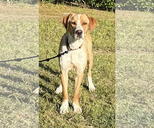 Hoss - Male Labralas Dog for Adoption - Photo #4