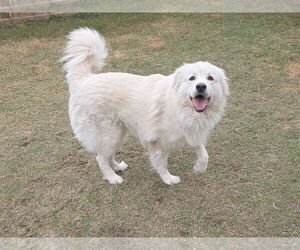 Chow Chow-Great Pyrenees Mix Dogs for adoption in Houston, TX, USA