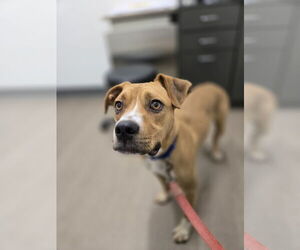 Boxer-Unknown Mix Dogs for adoption in Bardstown, KY, USA