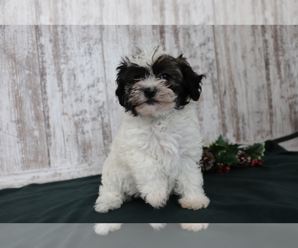 Medium Photo #4 Havanese Puppy For Sale in SHILOH, OH, USA