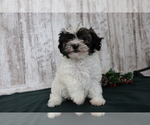 Small Photo #4 Havanese Puppy For Sale in SHILOH, OH, USA