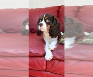 Father of the Cavalier King Charles Spaniel puppies born on 04/09/2025