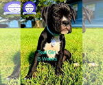 Puppy Teal Girl Boxer