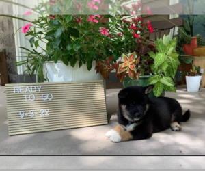 Shiba Inu Puppy for sale in MANHEIM, PA, USA