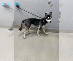Small Siberian Husky Mix
