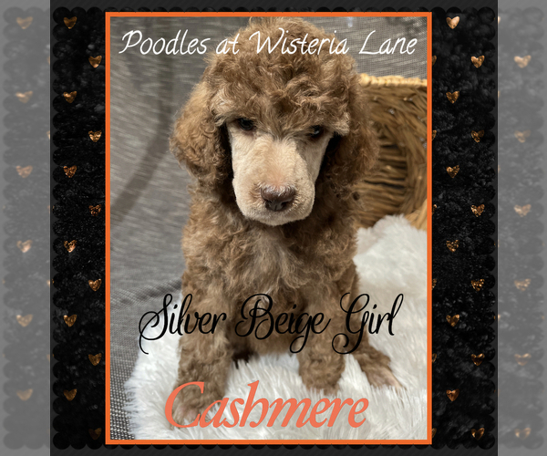 Medium Photo #4 Poodle (Standard) Puppy For Sale in COMMERCE, GA, USA