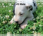 Small #7 Sheprador
