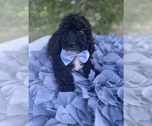 Goldendoodle (Miniature) Puppy for sale in KISSIMMEE, FL, USA