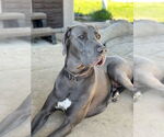 Small #3 Great Dane