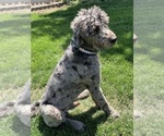 Small Photo #1 Pyredoodle Puppy For Sale in PRESCOTT, WA, USA