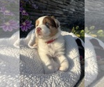 Puppy Storm Australian Shepherd