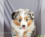 Small Photo #5 Miniature Australian Shepherd Puppy For Sale in REBERSBURG, PA, USA