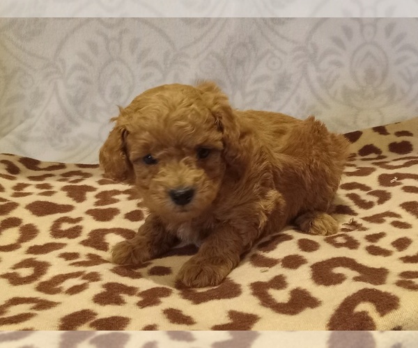 Medium Photo #4 Poodle (Toy) Puppy For Sale in MILFORD, IN, USA