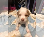 Small Photo #2 Brittany Puppy For Sale in AIKEN, SC, USA