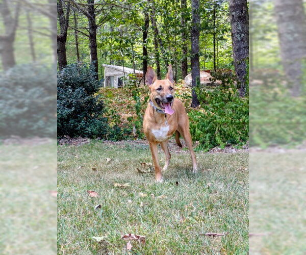 Medium Photo #10 Black Mouth Cur-Unknown Mix Puppy For Sale in Sebec, ME, USA