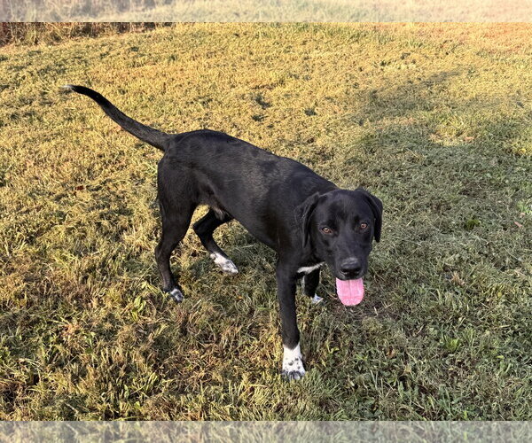 Medium Photo #4 Labrador Retriever-Unknown Mix Puppy For Sale in Wakefield, RI, USA