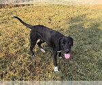 Small Photo #4 Labrador Retriever-Unknown Mix Puppy For Sale in Wakefield, RI, USA