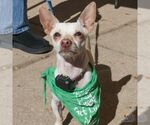 Ringo - Male Chihuahua-Unknown Mix Dog for Adoption - Small photo