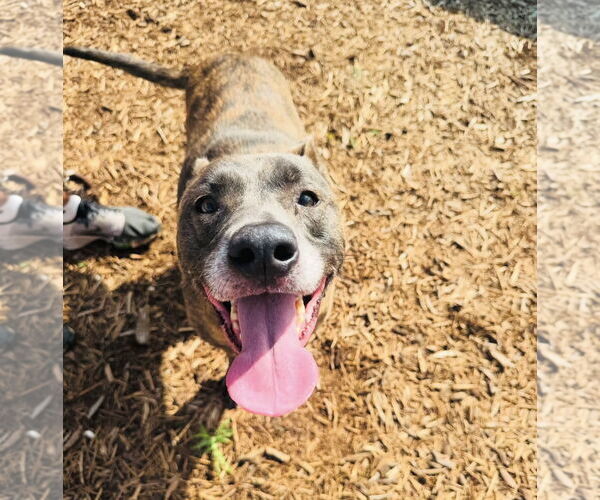 Medium Photo #18 Catahoula Leopard Dog-Labrador Retriever Mix Puppy For Sale in Houston, TX, USA