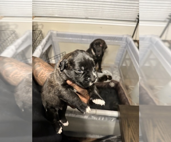 Medium Photo #50 Cane Corso-Saint Bernard Mix Puppy For Sale in LIVERMORE, CA, USA