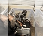 Small Photo #50 Cane Corso-Saint Bernard Mix Puppy For Sale in LIVERMORE, CA, USA