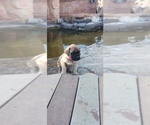Small #53 Mastiff