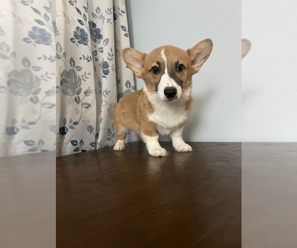 Medium Photo #32 Pembroke Welsh Corgi Puppy For Sale in DURHAM, CT, USA