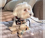 Small #5 Maltese
