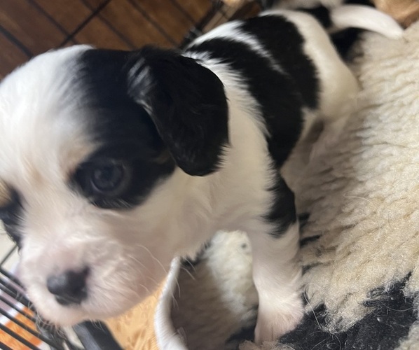 Medium Photo #3 Cavalier King Charles Spaniel Puppy For Sale in DEWITT, MI, USA