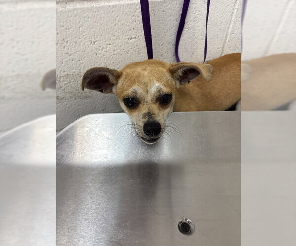 Medium Photo #1 Chihuahua Puppy For Sale in San Bernardino, CA, USA