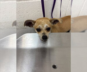 Chihuahua Dogs for adoption in San Bernardino, CA, USA