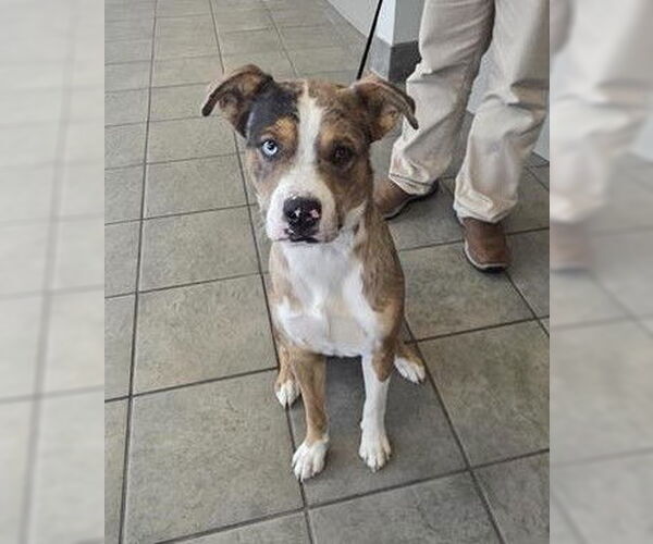 Medium Photo #1 Catahoula Leopard Dog-Unknown Mix Puppy For Sale in San Antonio, TX, USA