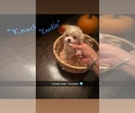 Small #2 Poodle (Toy)