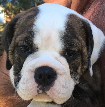 Medium Photo #6 Olde English Bulldogge Puppy For Sale in CANYON LAKE, TX, USA