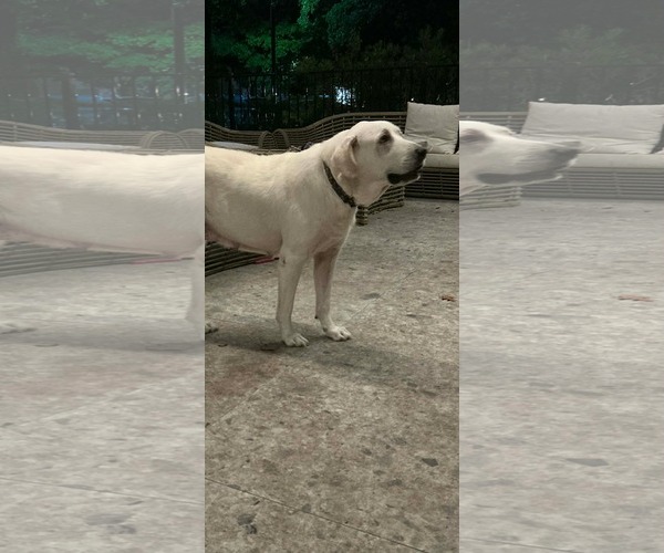 Medium Photo #4 Great Pyrenees-Unknown Mix Puppy For Sale in Dallas, TX, USA