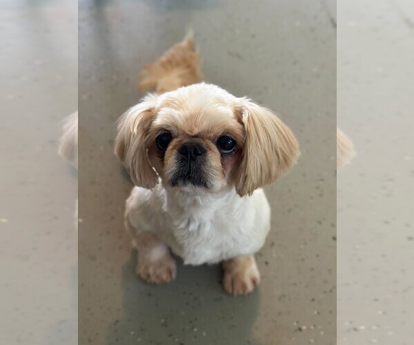 Medium Photo #7 Shinese Puppy For Sale in Pacolet, SC, USA