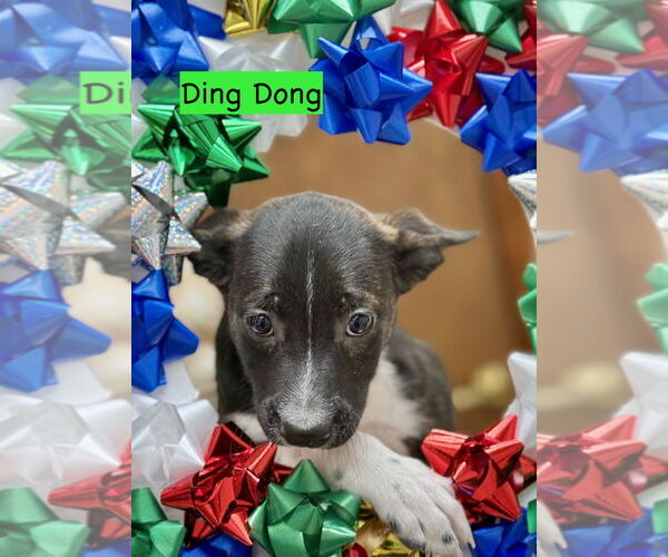 Medium Photo #2 Mutt Puppy For Sale in GILBERTS, IL, USA