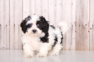 Zuchon Puppy for sale in MOUNT VERNON, OH, USA