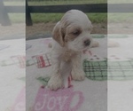 Small #1 Cocker Spaniel