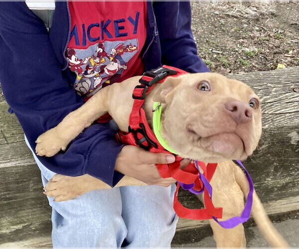 Medium Photo #3 American Staffordshire Terrier-Labrador Retriever Mix Puppy For Sale in Brewster, NY, USA