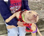 Small #2 American Staffordshire Terrier-Labrador Retriever Mix
