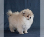 Small Photo #2 Pomeranian Puppy For Sale in BROOKLYN, NY, USA