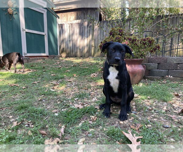 Medium Photo #1 Labrador Retriever-Unknown Mix Puppy For Sale in Boston, MA, USA