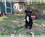 Small Labrador Retriever Mix