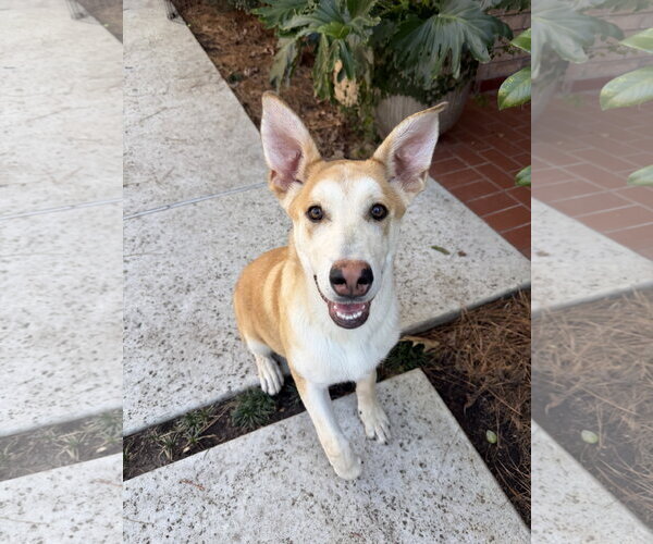 Medium Photo #6 Gerberian Shepsky Puppy For Sale in The Woodlands, TX, USA