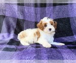 Small #4 Cavapoo (Miniature)