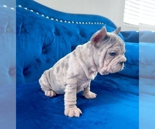 Medium Photo #31 French Bulldog Puppy For Sale in SEATTLE, WA, USA