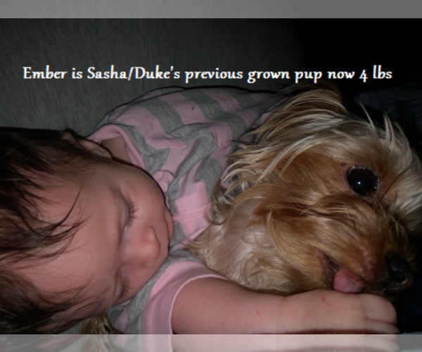 Medium Photo #17 Yorkshire Terrier Puppy For Sale in ARLINGTON, TX, USA